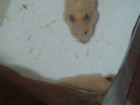 pornography hamster